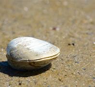clam up